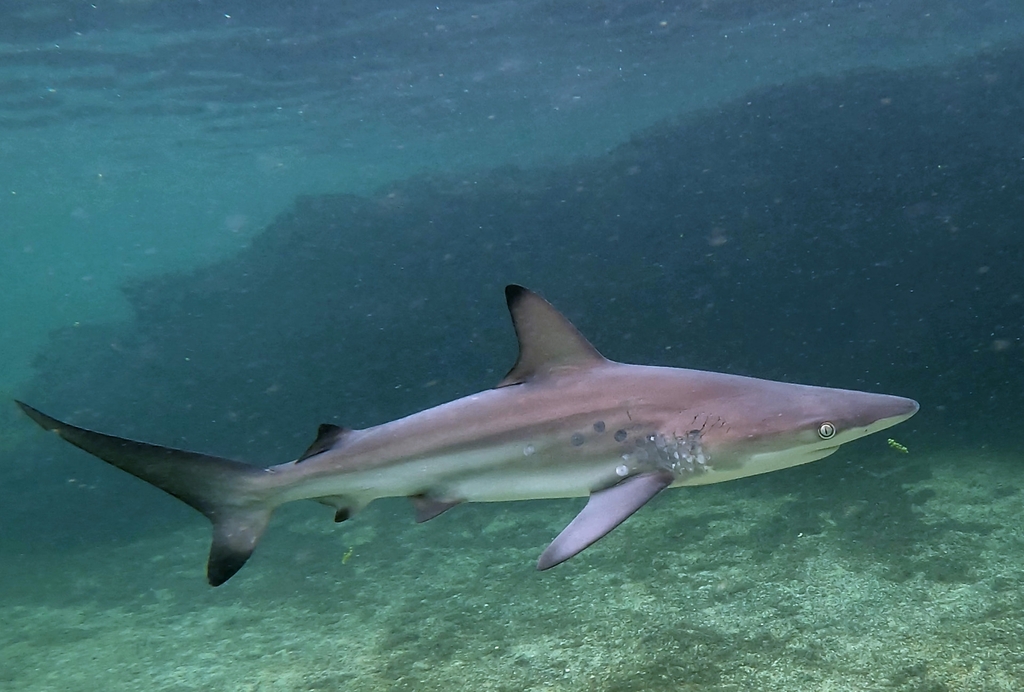 Requin bordé