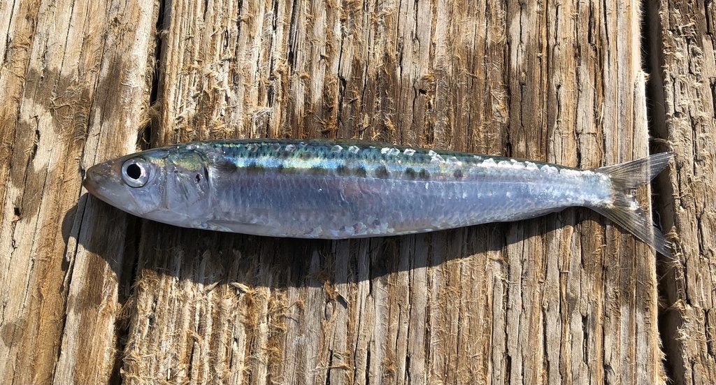 Pilchard sudaméricain