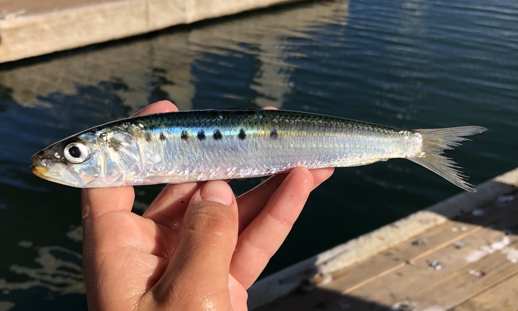 Pilchard sudaméricain