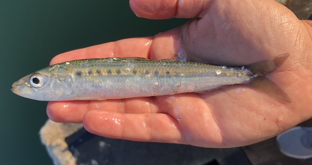 Pilchard sudaméricain
