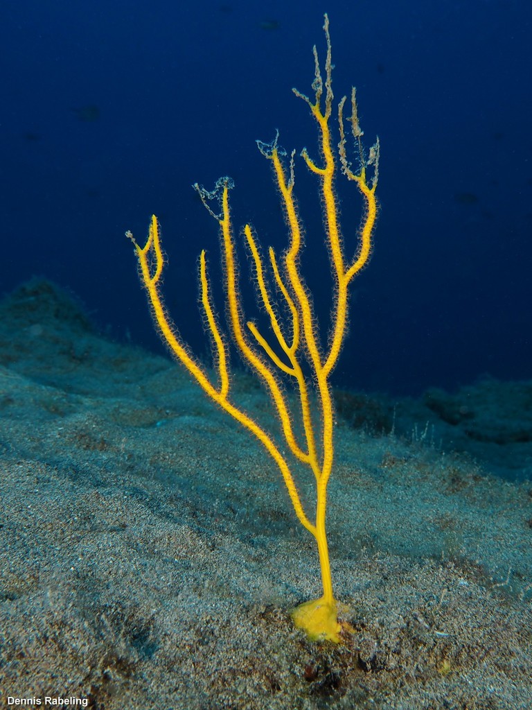 yellow sea fan