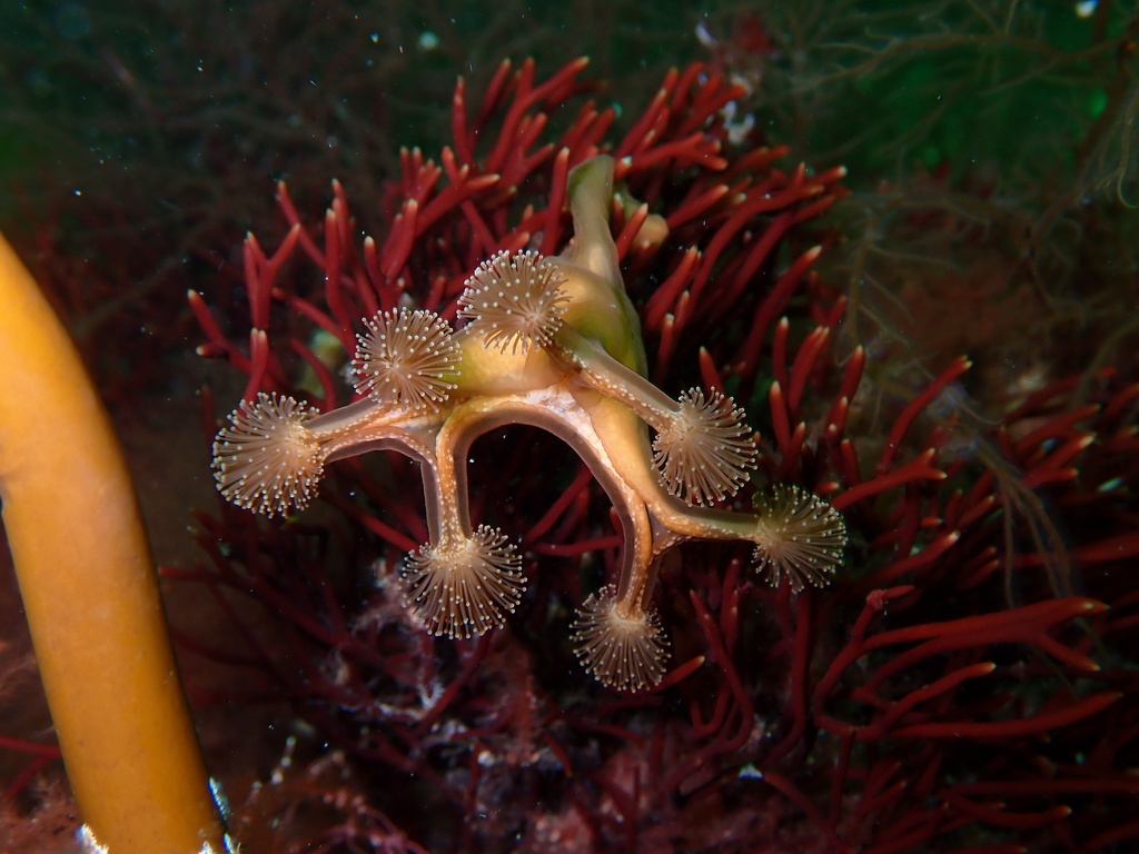 Horned Stalked Jellyfish