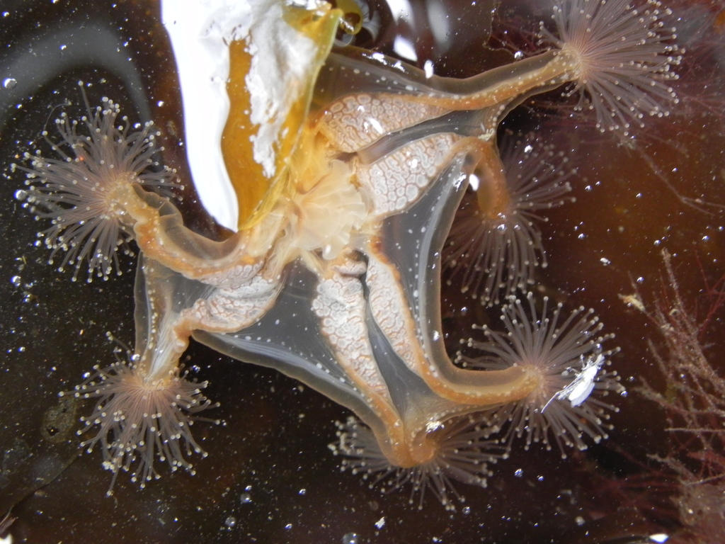 Horned Stalked Jellyfish