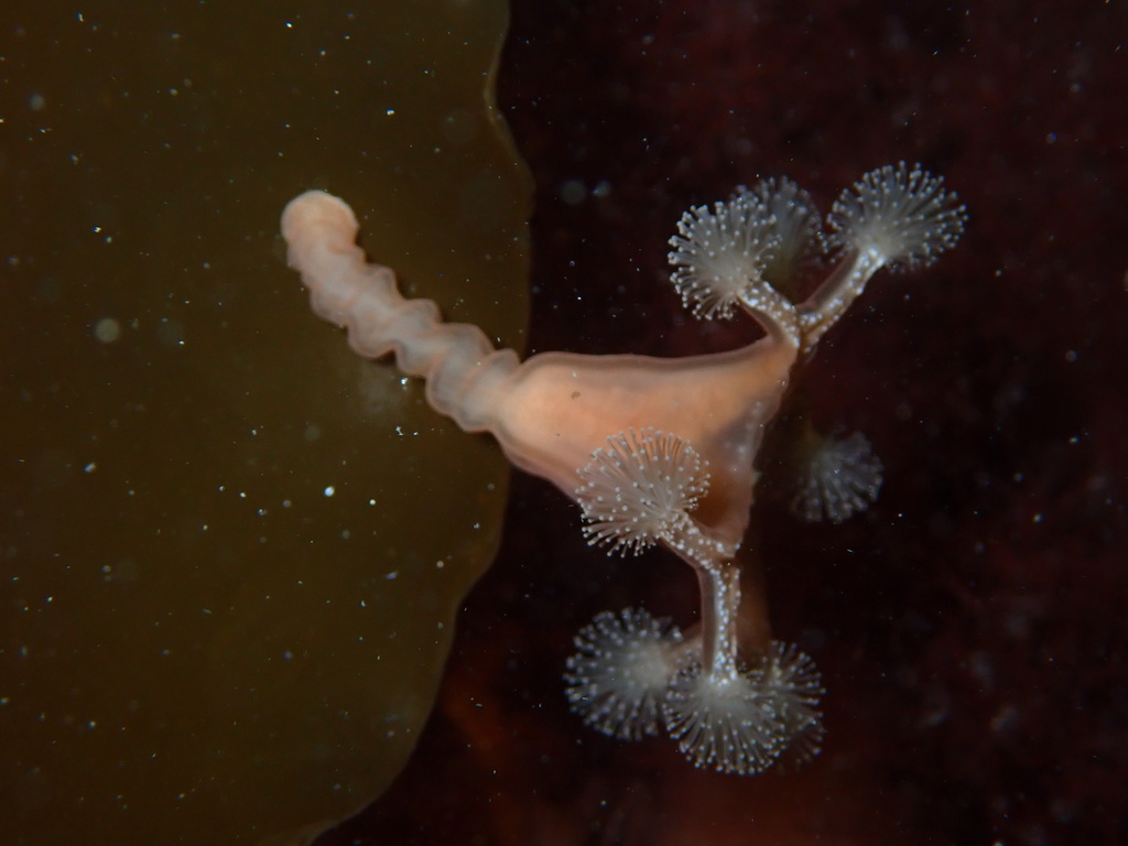 Horned Stalked Jellyfish