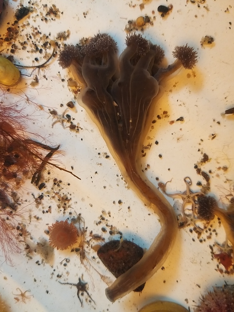 Horned Stalked Jellyfish