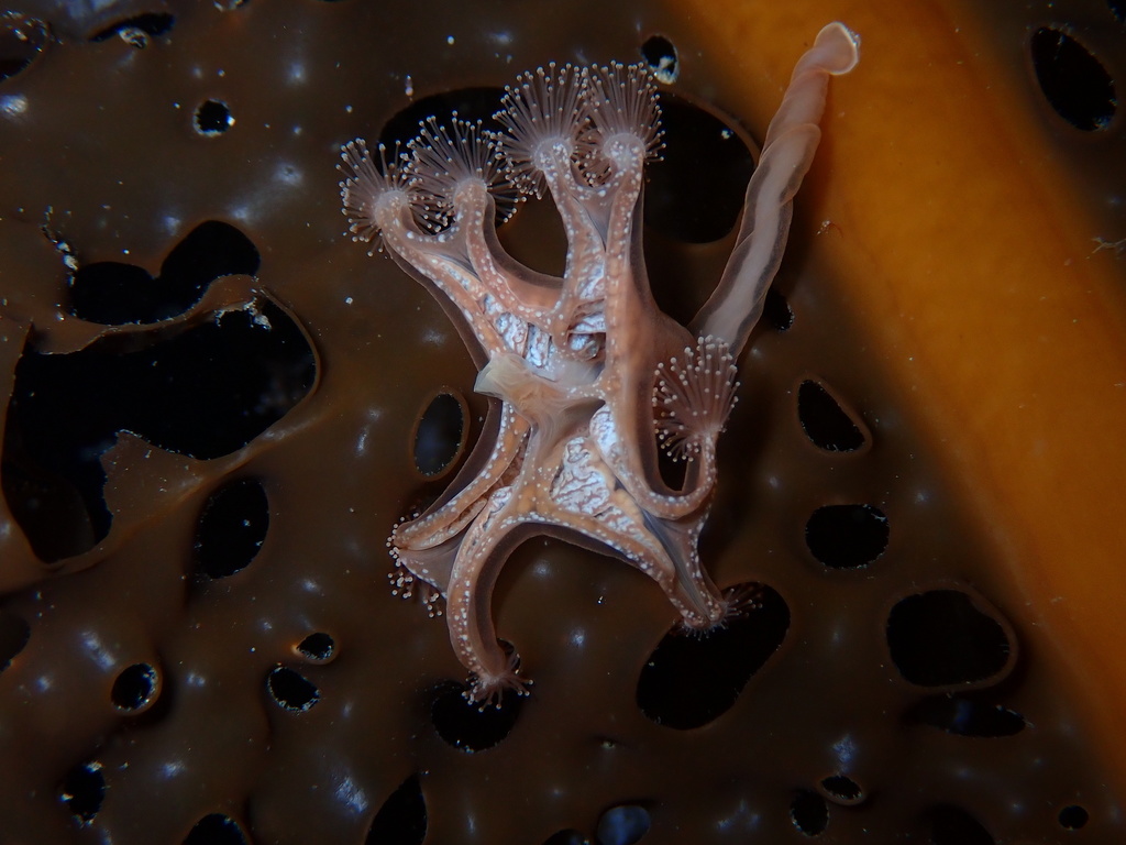 Horned Stalked Jellyfish