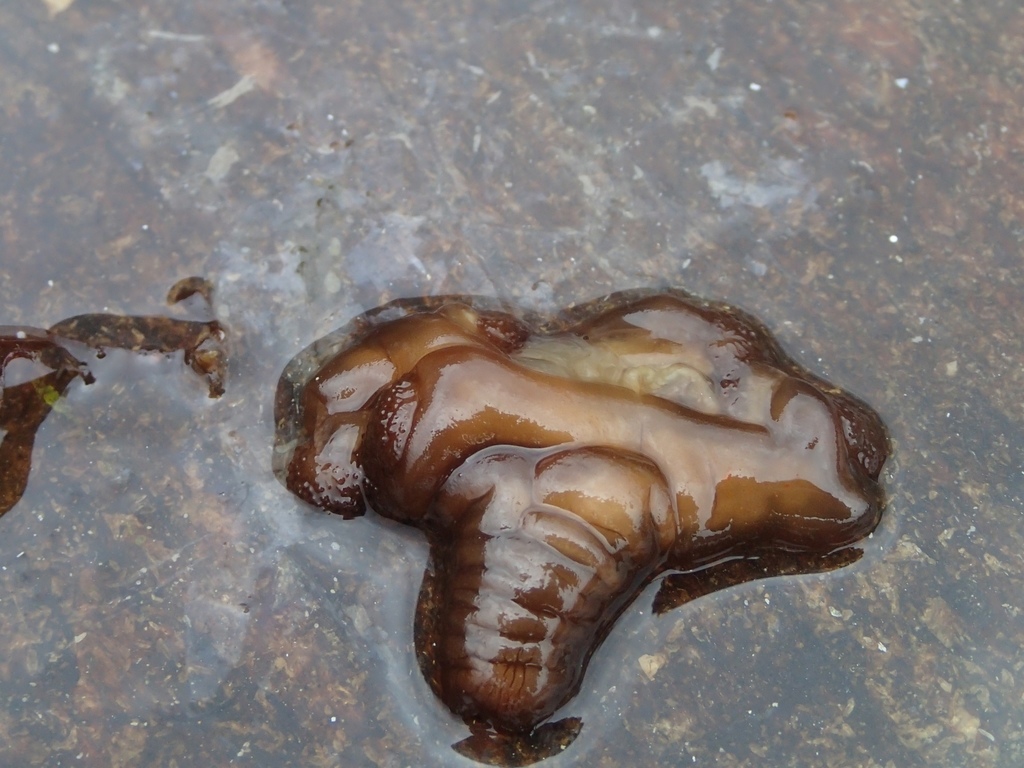 Horned Stalked Jellyfish