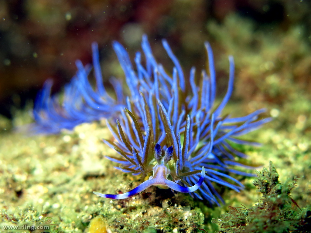 Australian Blue Dragon