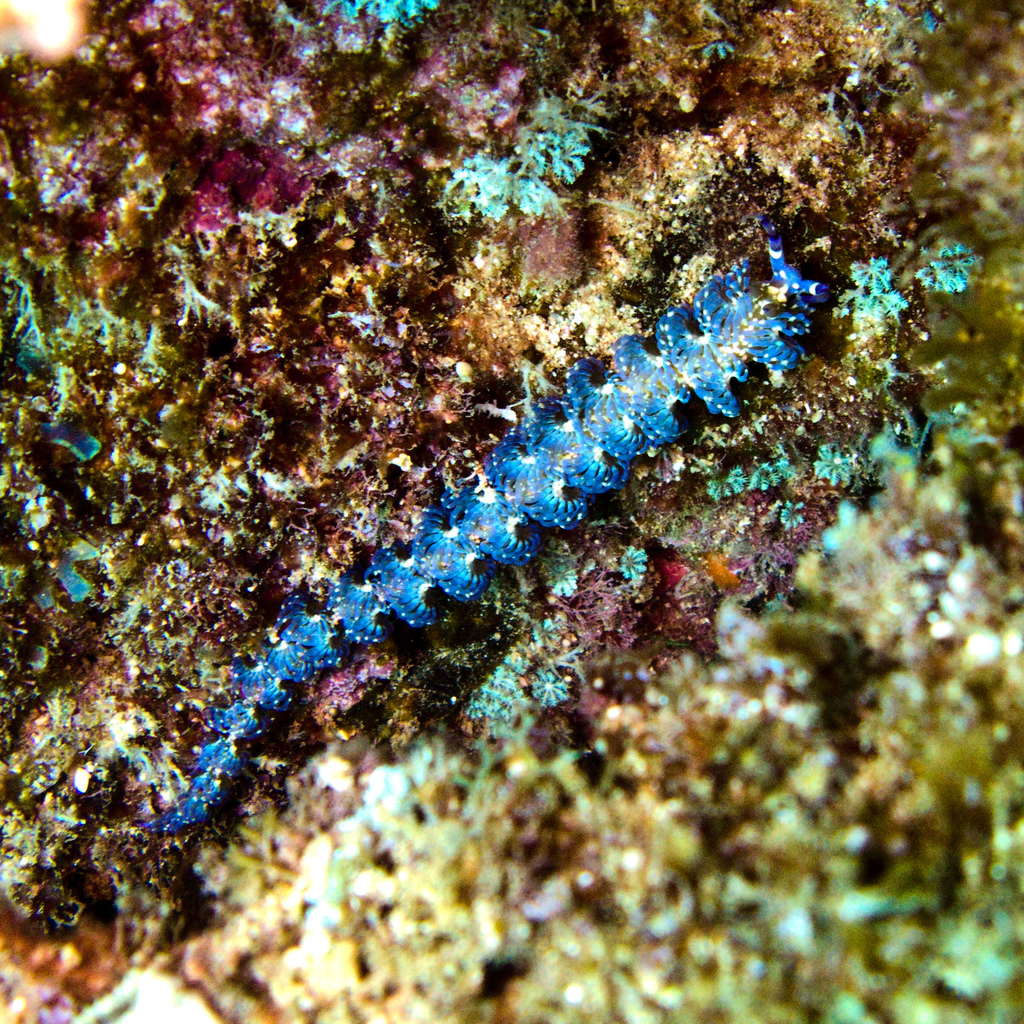 Australian Blue Dragon