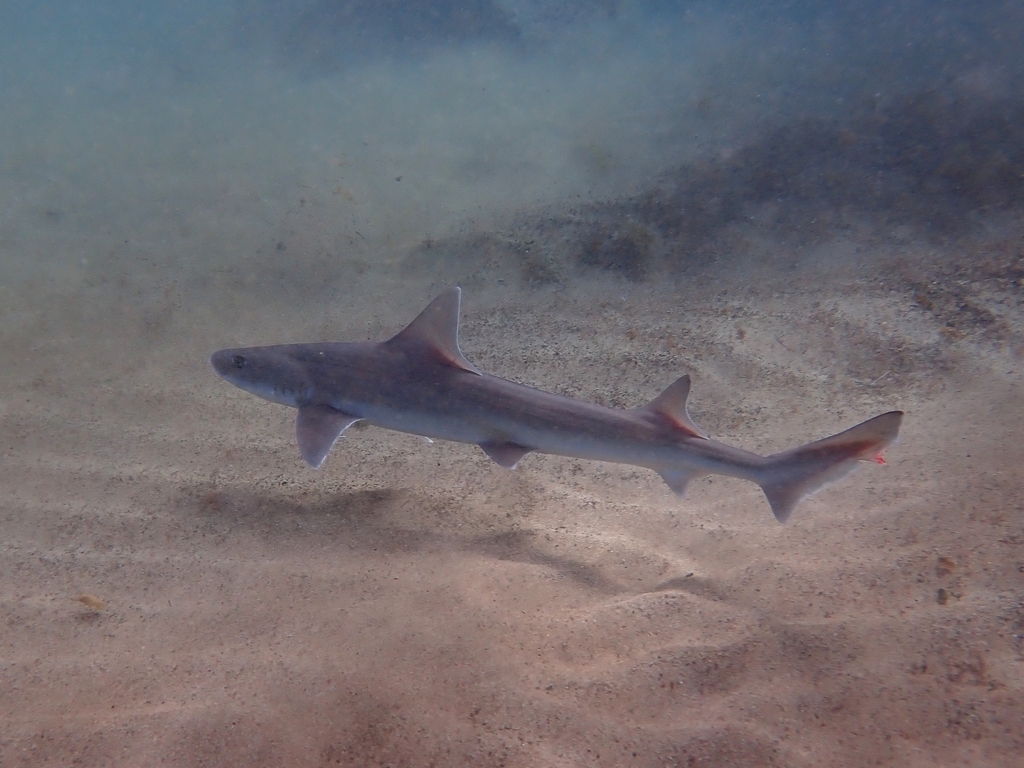 Common Smooth-hound