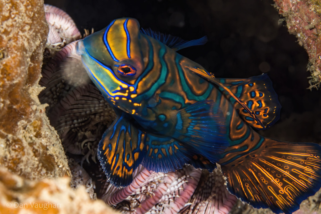 Mandarinfish