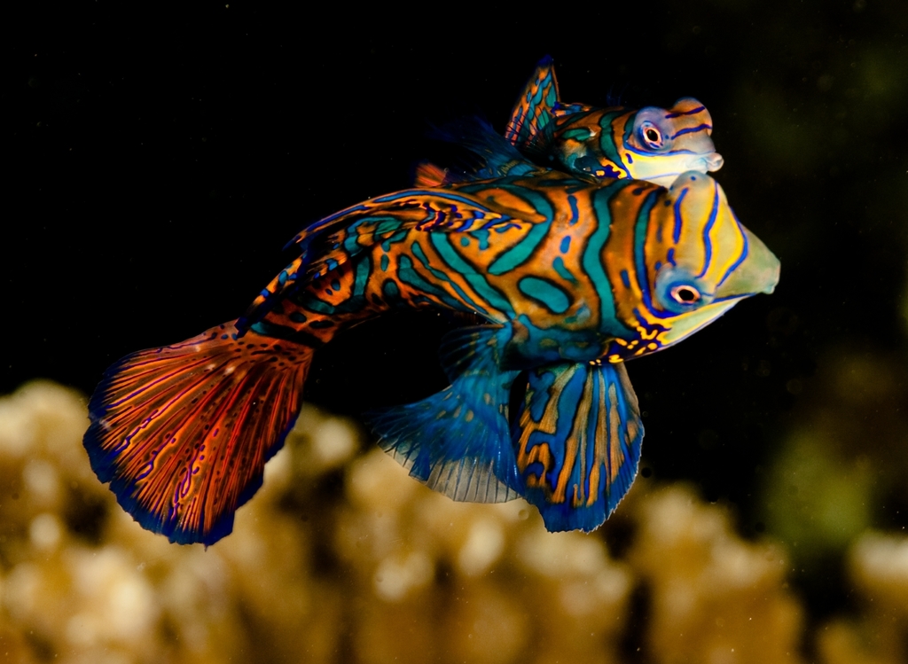 Mandarinfish