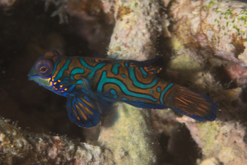 Mandarinfish