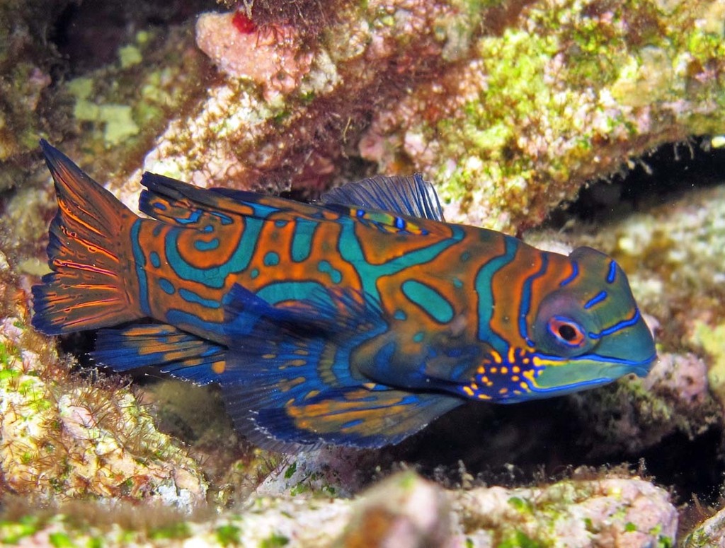 Mandarinfish