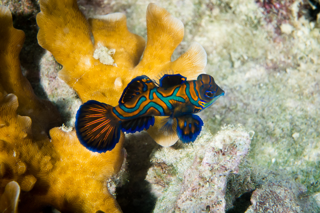 Mandarinfish