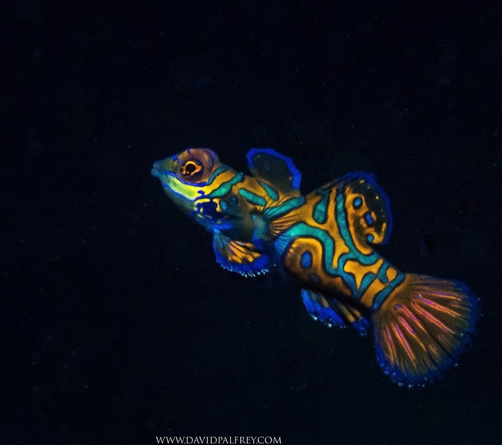 Mandarinfish