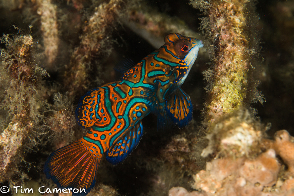Mandarinfish