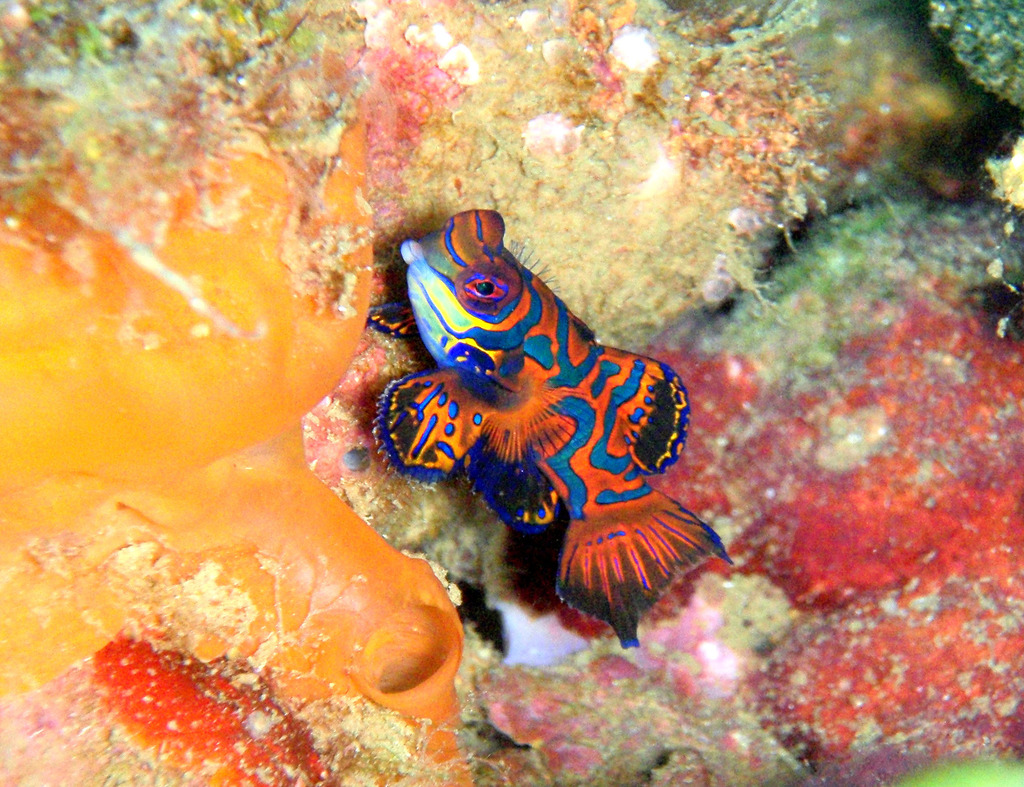 Mandarinfish