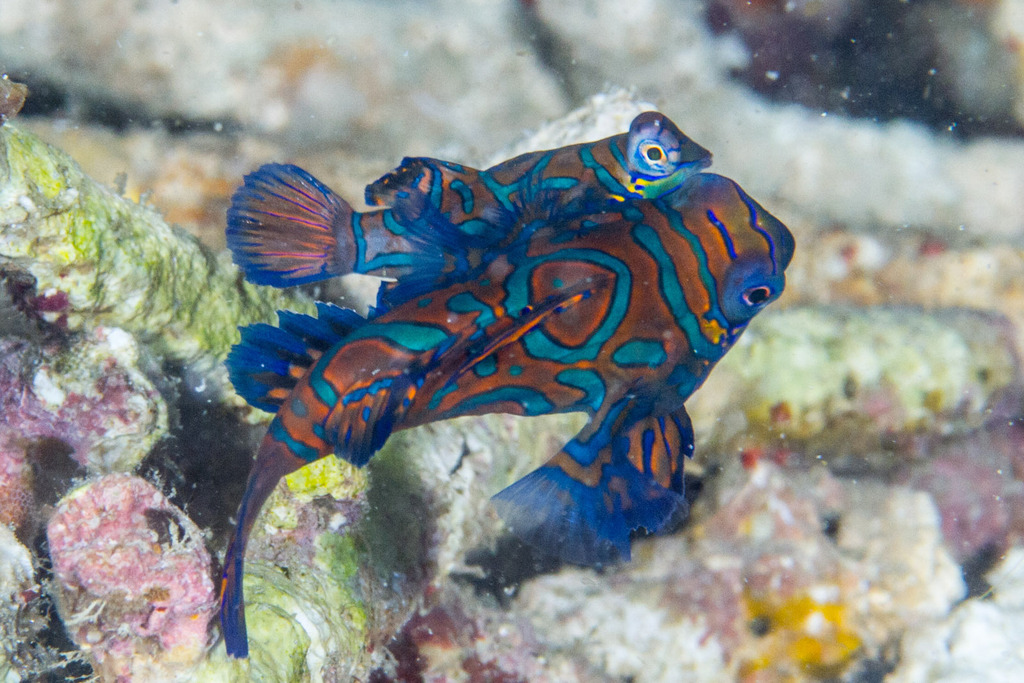 Mandarinfish