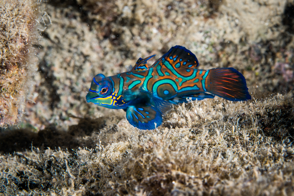 Mandarinfish