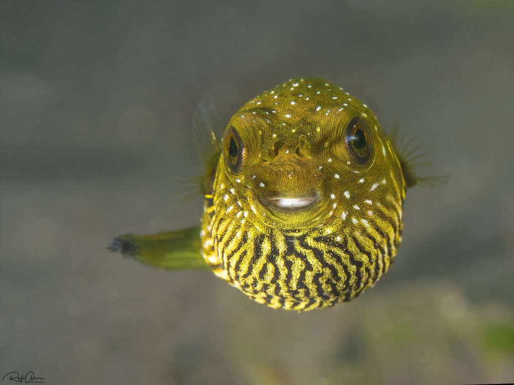 Poisson ballon à épaule noire
