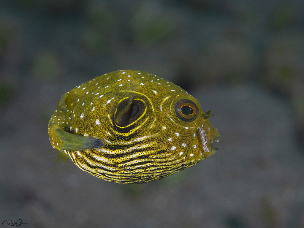 Poisson ballon à épaule noire