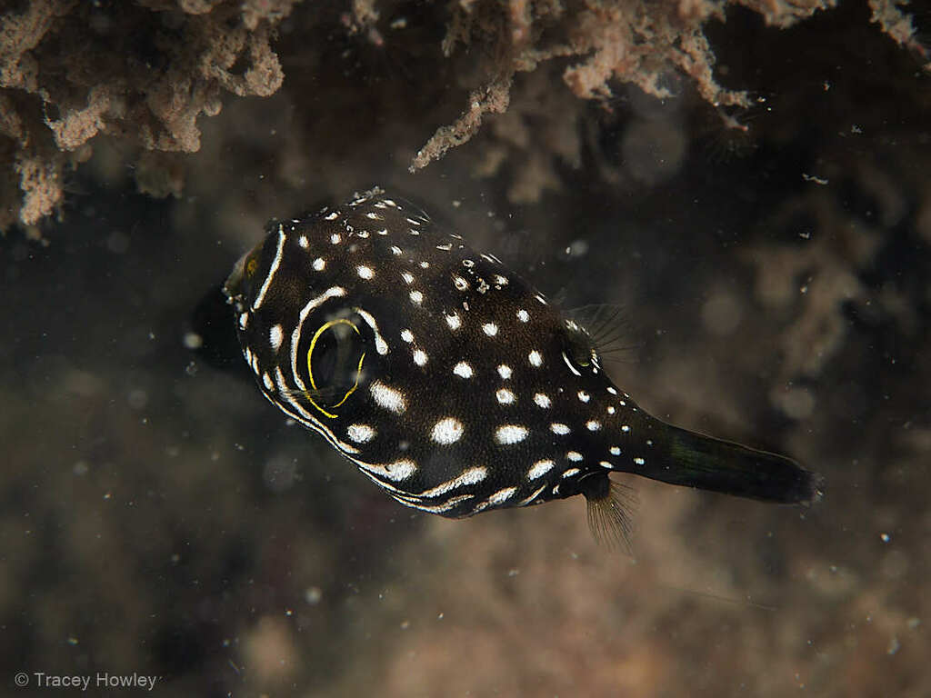 Poisson ballon à épaule noire