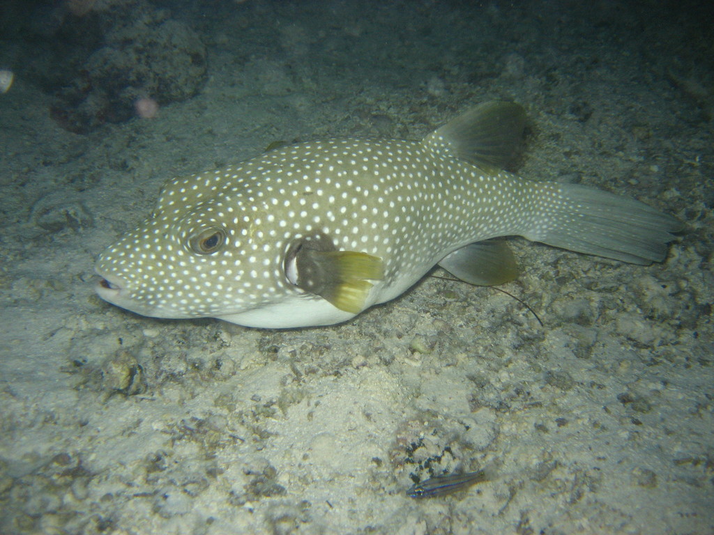 Poisson ballon à épaule noire