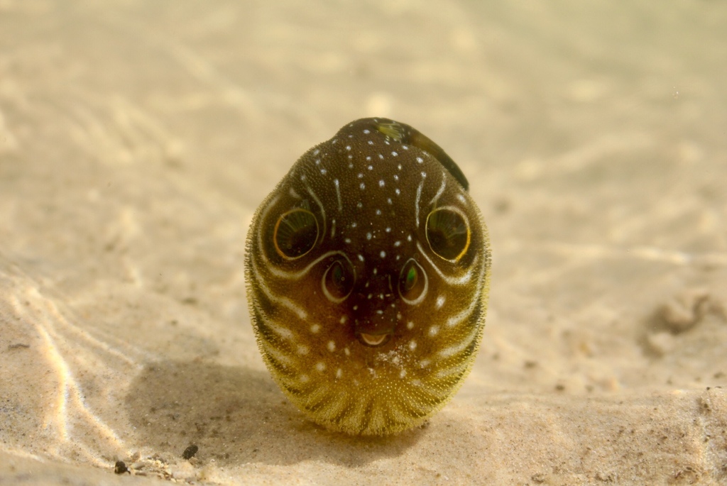 Poisson ballon à épaule noire