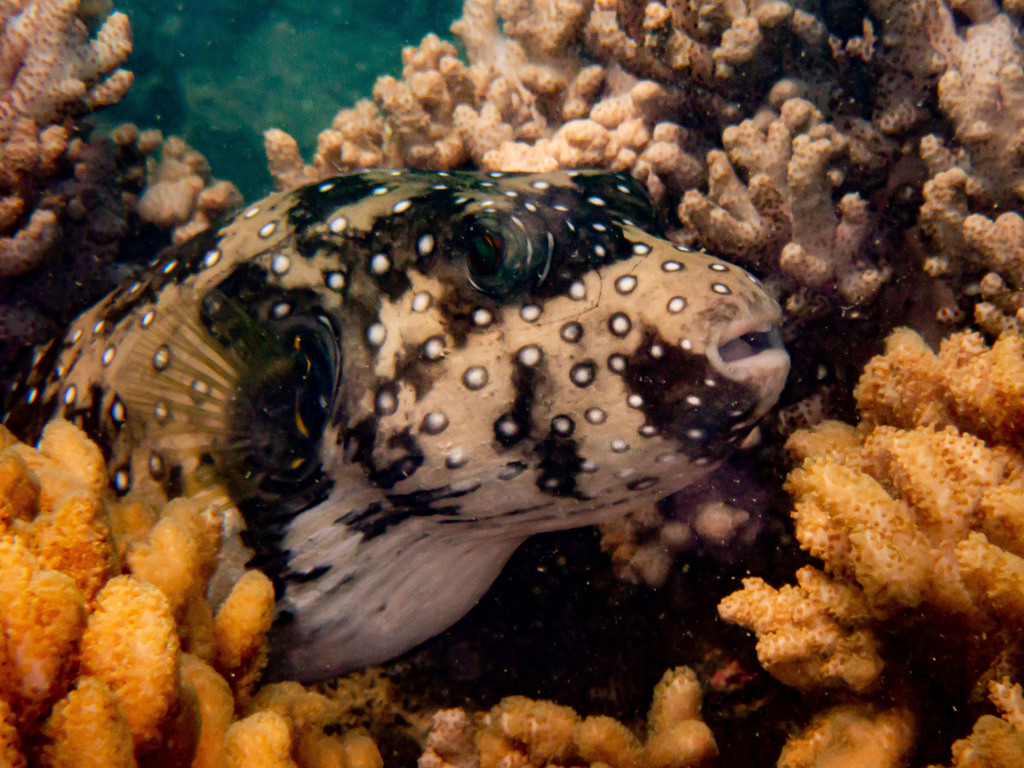 Poisson ballon à épaule noire