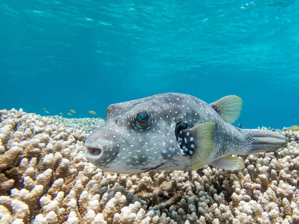 White-spotted Puffer
