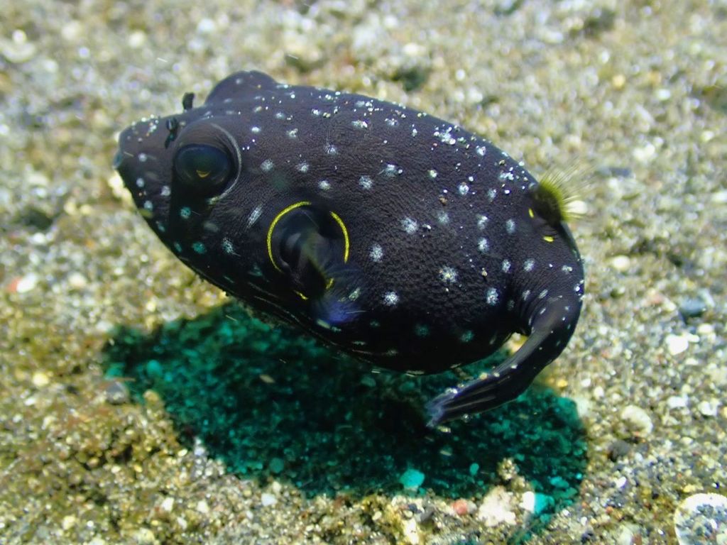 Poisson ballon à épaule noire