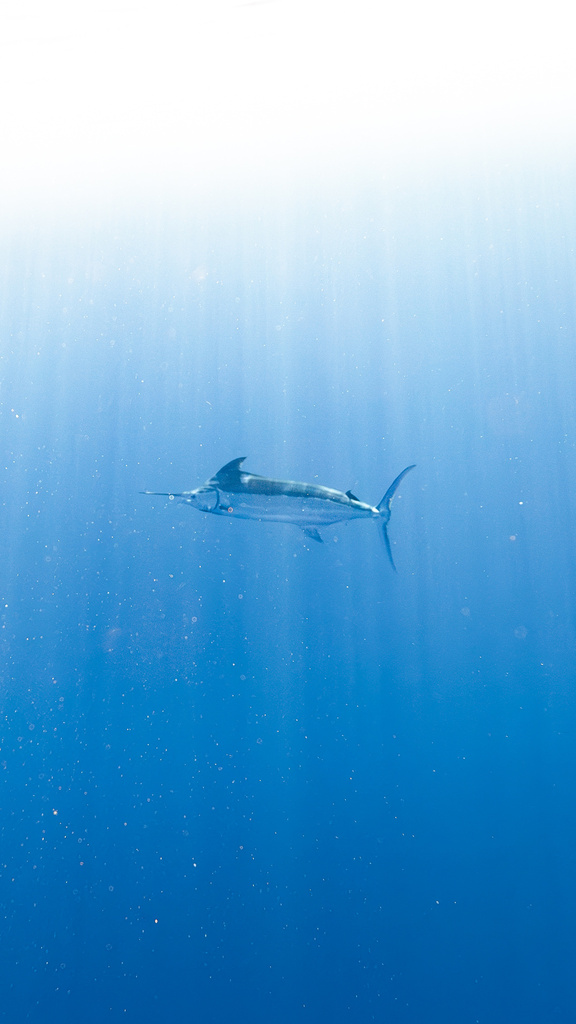 Blue Marlin