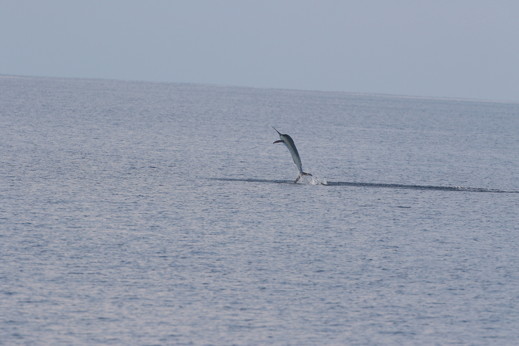 Blue Marlin