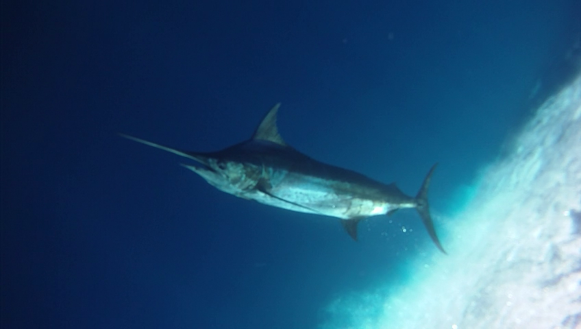 Blue Marlin