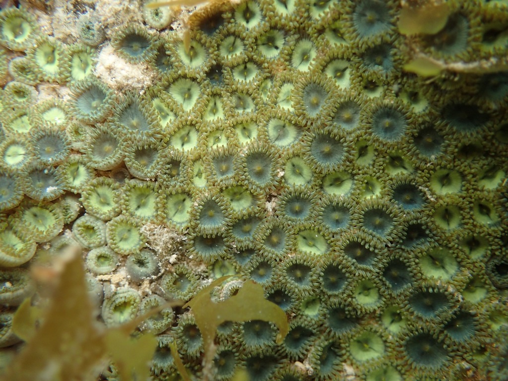 Green sea mat