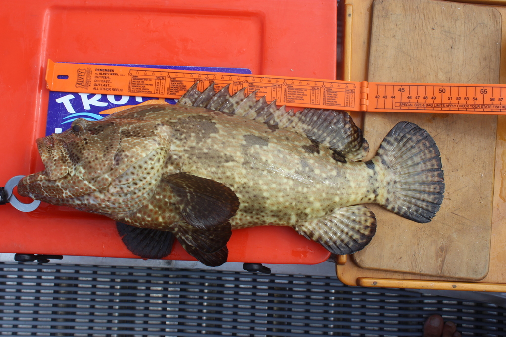 Flowery Rockcod