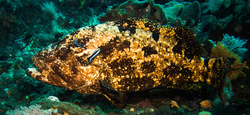 Flowery Rockcod
