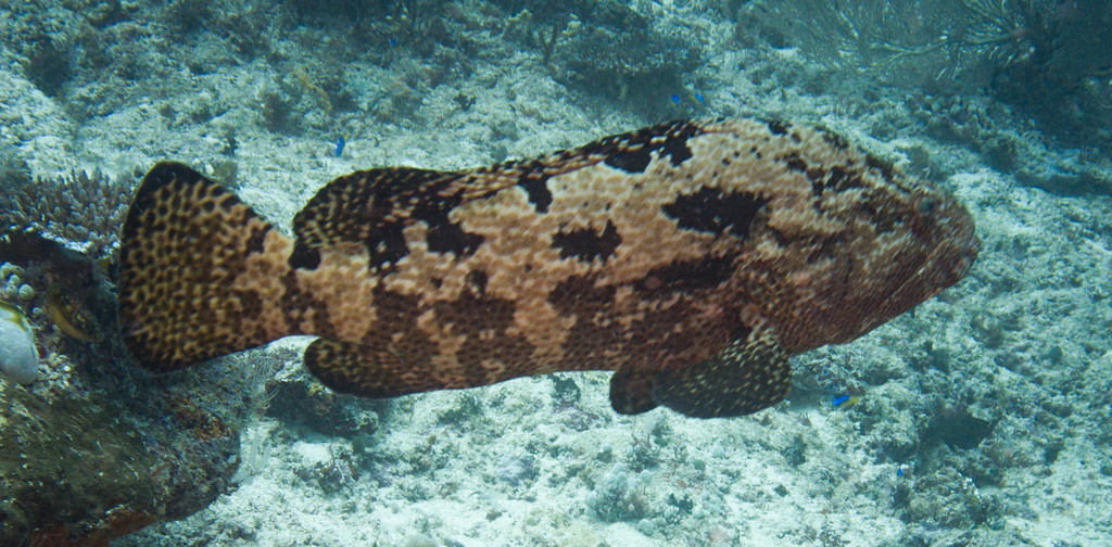 Flowery Rockcod
