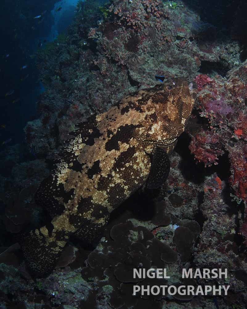 Flowery Rockcod