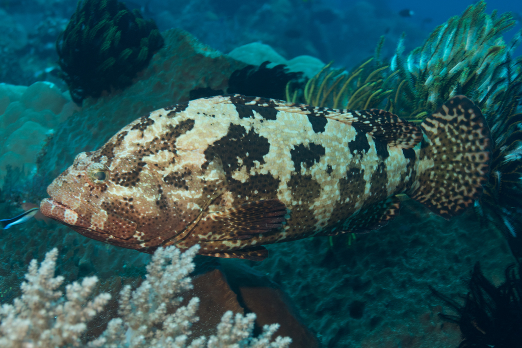 Flowery Rockcod