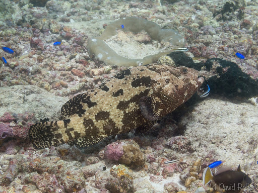 Flowery Rockcod