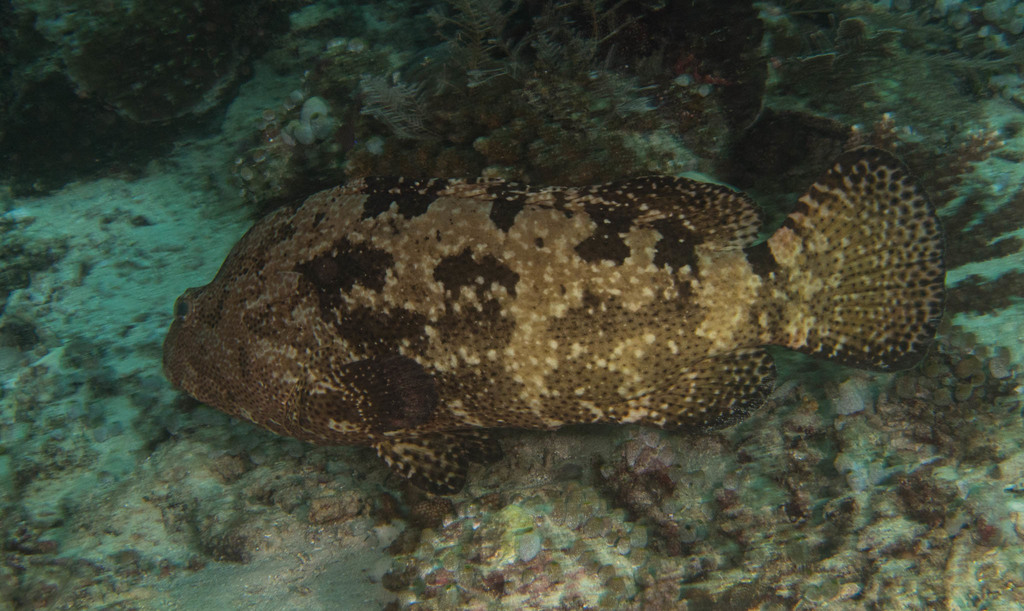 Flowery Rockcod