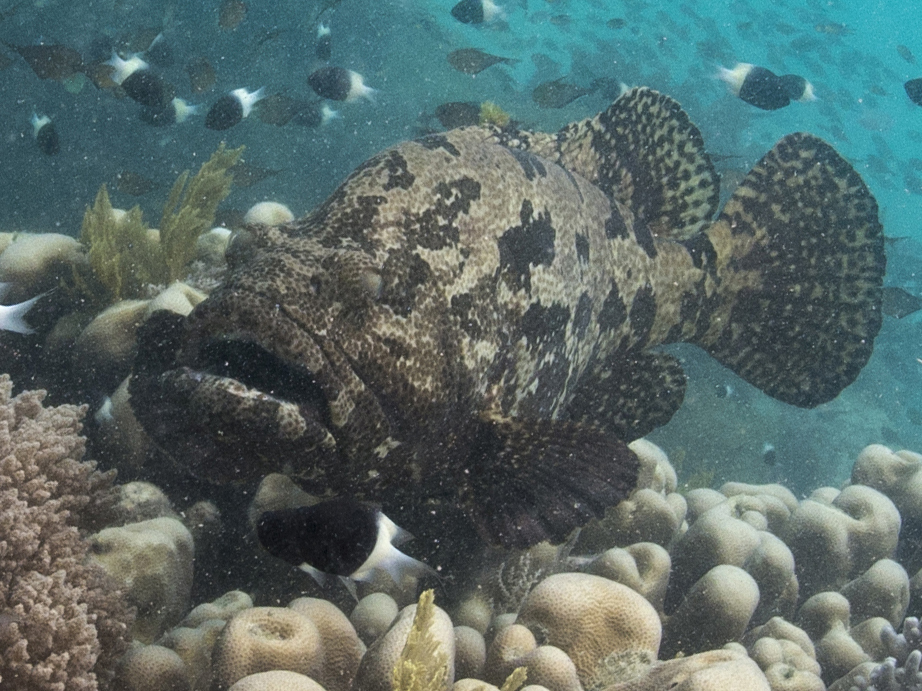 Flowery Rockcod