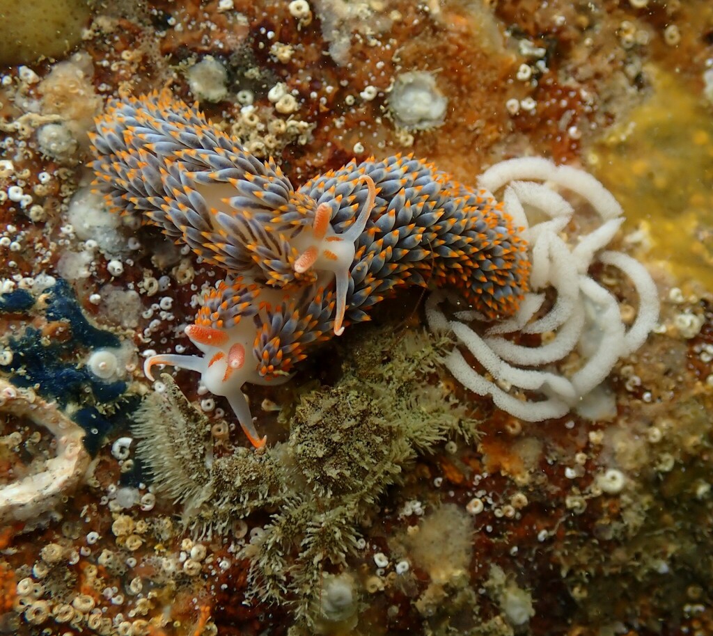 Anemone Sea Slug