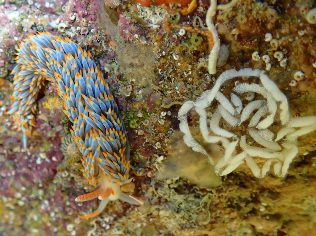 Anemone Sea Slug