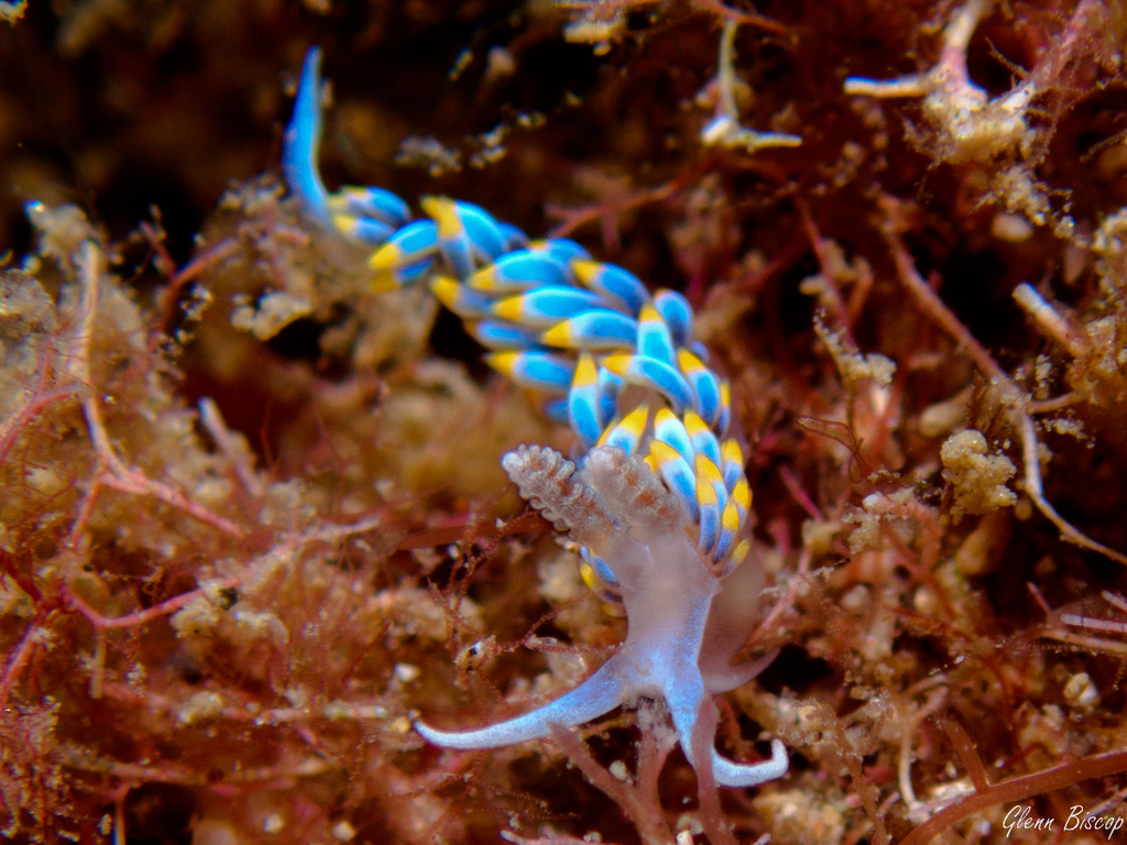 Anemone Sea Slug