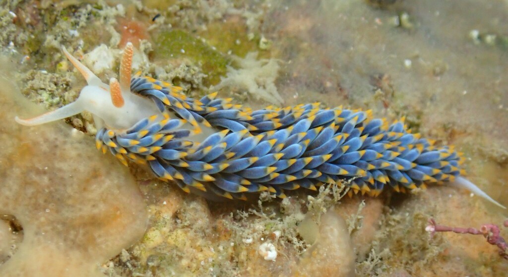 Anemone Sea Slug