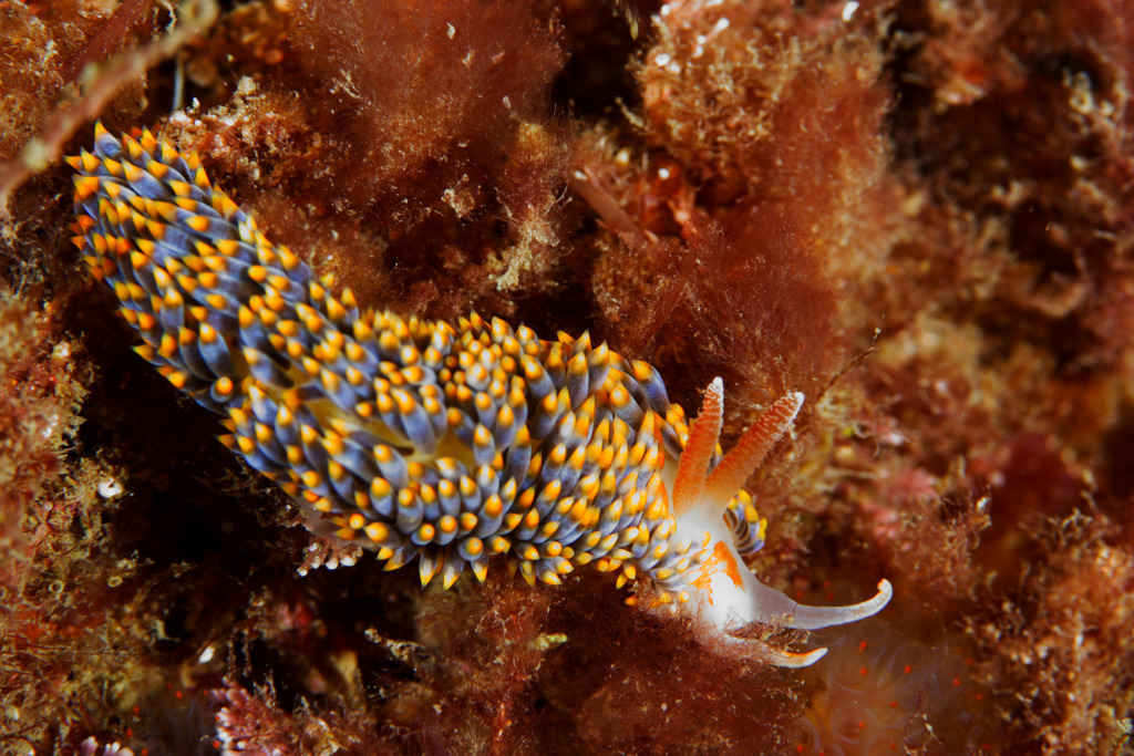 Anemone Sea Slug