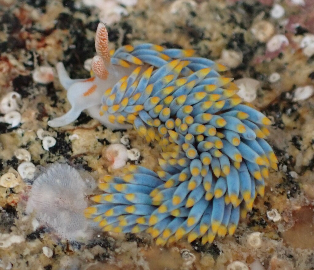 Anemone sea slug